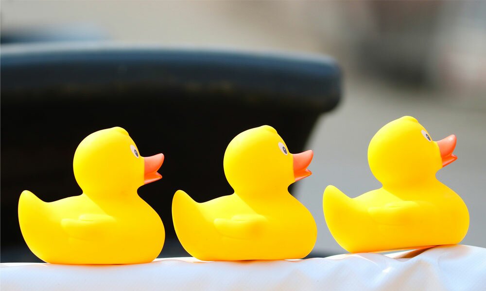 Duck
