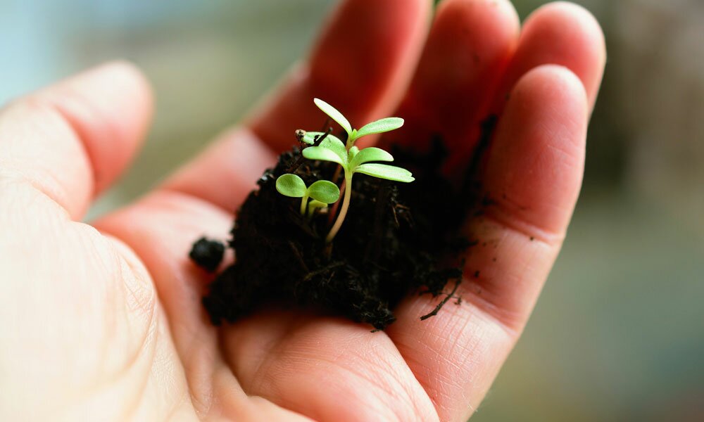 Plant